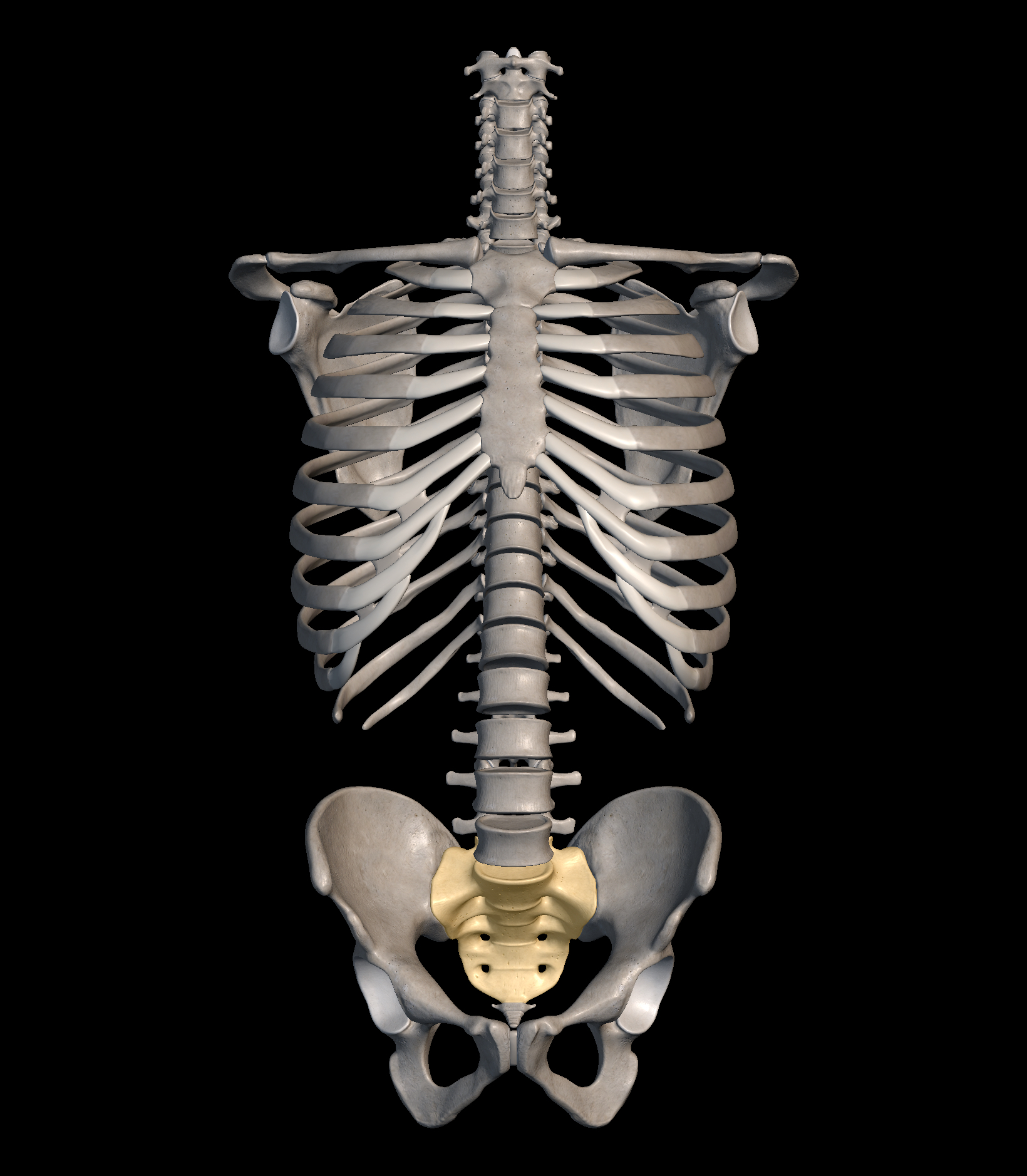 <p>What is the name of the part highlighted in yellow?</p>