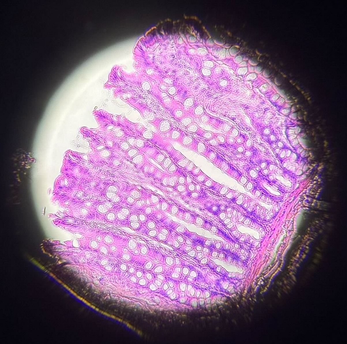 knowt flashcard image