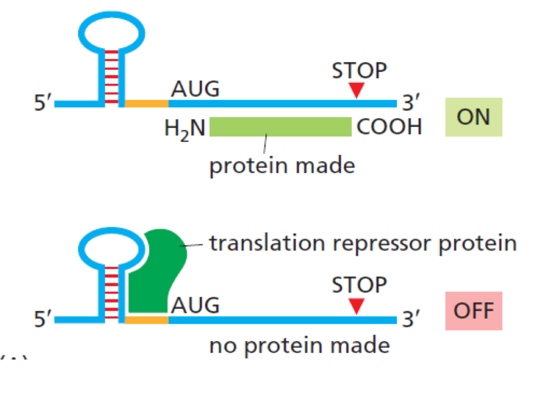 <ul><li><p>translational repressors can decrease the rate of translational initiation </p></li><li><p><u>bind</u> to various regions of the mRNA molecule, usually the 5’ or 3’ UTRs, and interfere with the initiation of translation by <u>blocking the attachment of ribosomes or other translation initiation factors </u></p></li></ul><p></p><p></p>