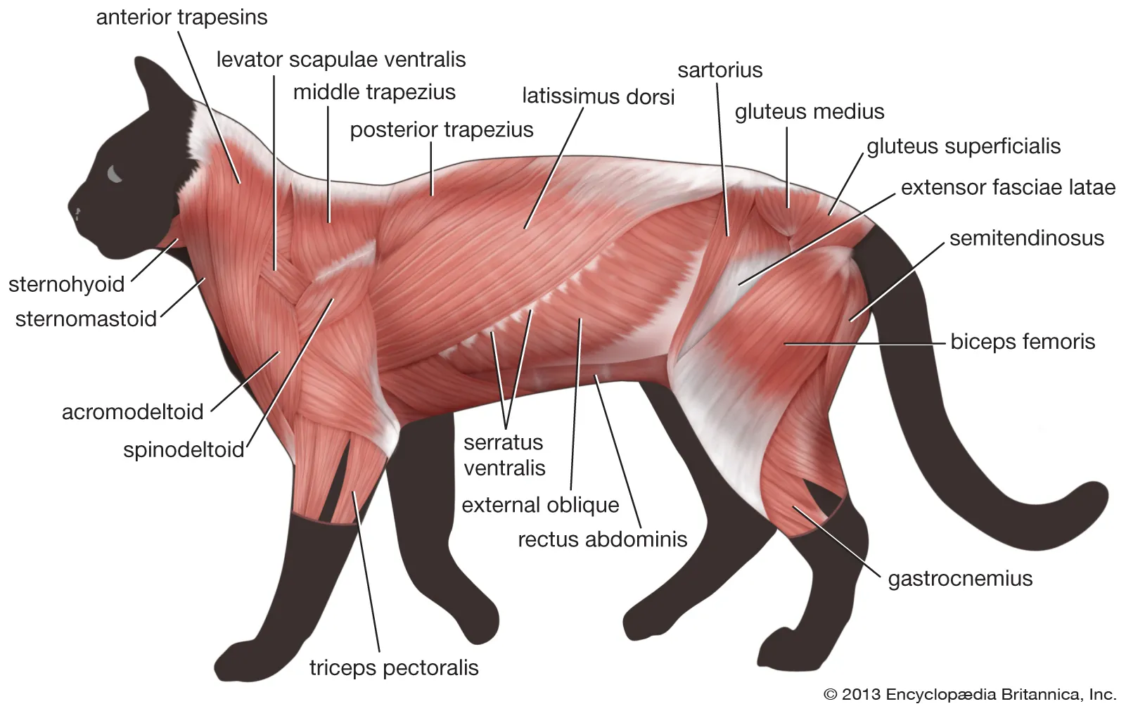 <p>Dorsal to the pectoral muscles</p>