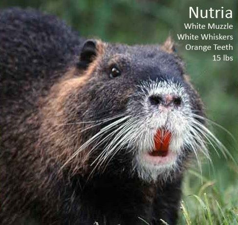 <p>Common Name: Nutria (Coypu)</p>