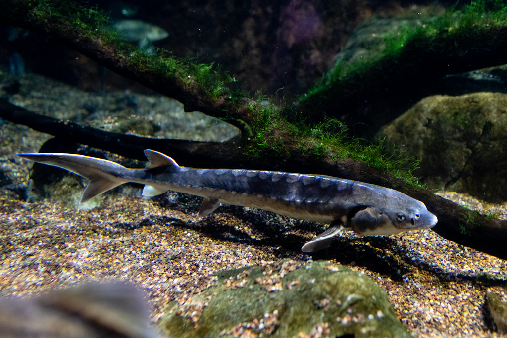 <p>endangered; short and rounded head; spawn in freshwater, anadromous</p>