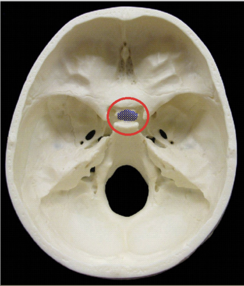 <p>what is the name of this bone?</p>