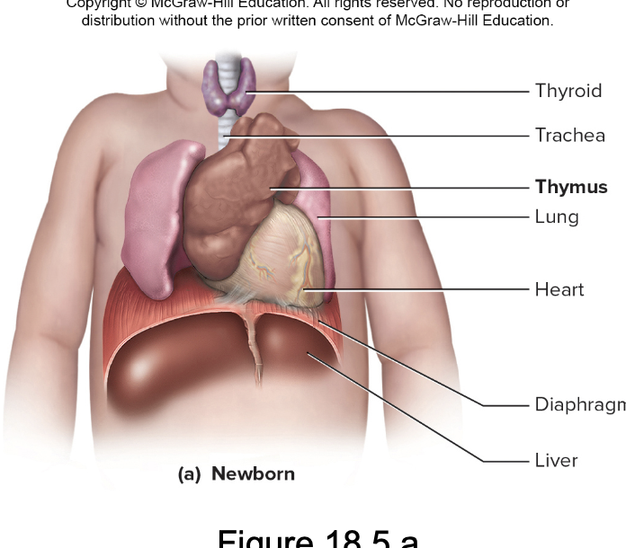 <p>bilobed in mediastinum (superior to heart)</p><p></p><p>MEGA large in fetus/infant </p><p></p><p>age 14 involutes (shrink)</p>