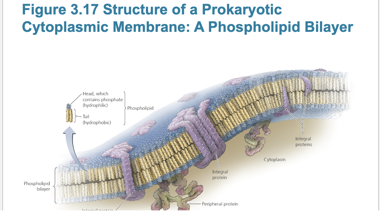 <p>Phospholipid bilayer as a barrier</p>