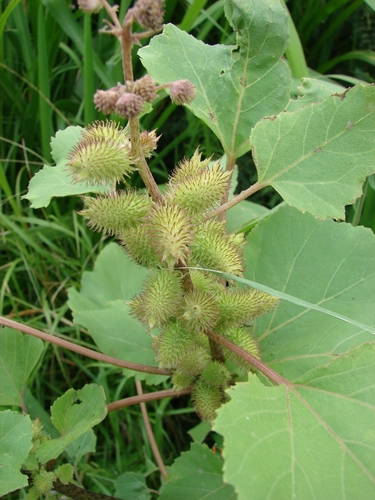 <p>Identify the weed</p>