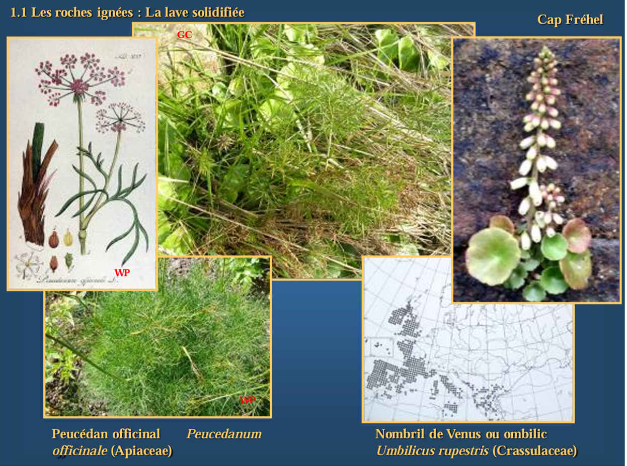 <p>Le nombril de Vénus et <em>Peucedanum officinale</em> montrent que certaines plantes ne poussent que dans des conditions écologiques très précises. Le nombril de Vénus est typique des falaises atlantiques, ce qui illustre l’influence combinée du climat, de l’exposition et du substrat rocheux sur la flore. <em>Peucedanum officinale</em>, lui, met en évidence l’importance des micro-habitats : sa présence dans certains endroits très localisés montre que de faibles variations de sol ou de substrat peuvent suffire à permettre l’installation d’espèces particulières absentes du milieu voisin.</p>