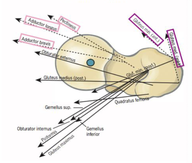 <ul><li><p>Depends on position of hip </p></li><li><p>Gluteus Medius (anterior fibers)</p></li><li><p>Gluteus Minimus </p></li><li><p>TFL</p></li><li><p>Adductors </p></li></ul><p></p><p>Posterior to blue dot (hip joint axis) = <strong>ER </strong>of hip </p><p>Anterior to blue dot  (hip joint axis) =<strong> IR </strong>of hip </p><p></p>