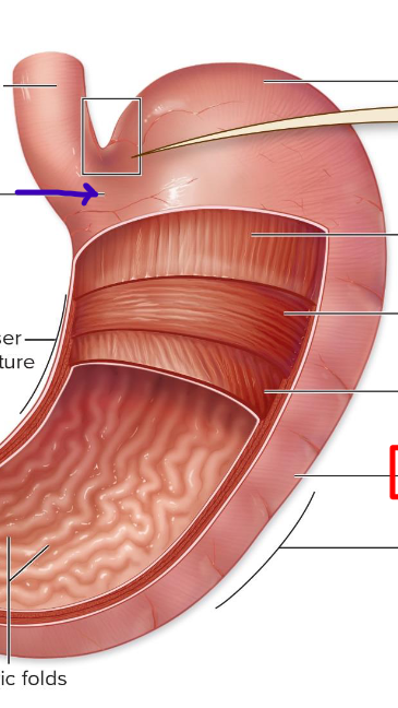 <p>entryway to stomach</p>