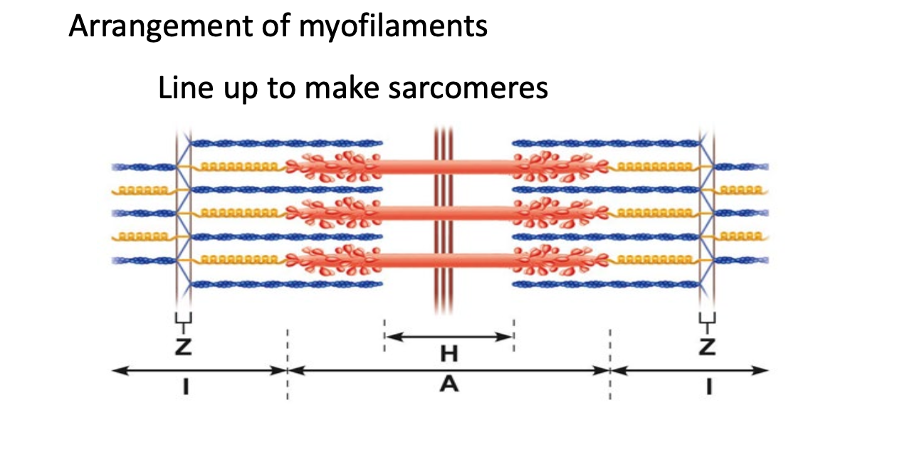 <ul><li><p>A band stays the same</p></li><li><p>H band disappears (Between ends of actin)</p></li><li><p>I band gets smaller (between Myosin)</p></li></ul><p></p>