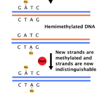 <p>What does Dam methylate </p>