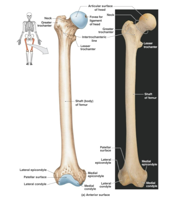 <p><strong>Distal end features </strong>of femur</p>