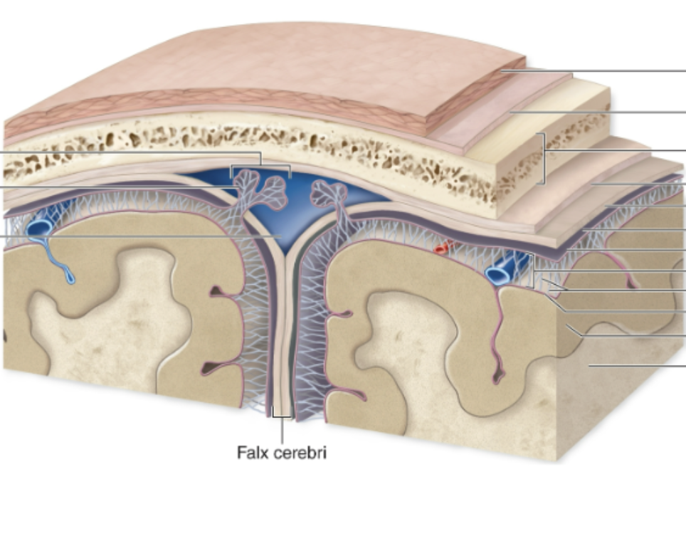 <p>Identify the subarachnoid space </p>