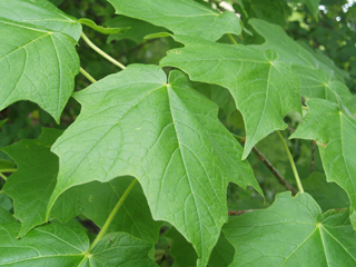 <p>Acer saccharum subsp. nigrum</p>