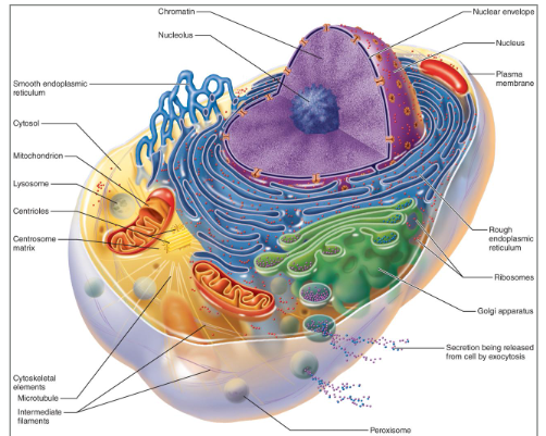 <p>Fill in the blanks:</p><ul><li><p><span style="background-color: transparent;">Cells have three main components</span></p><ul><li><p><span style="background-color: transparent;"><strong>___ ___ </strong>—the outer boundary</span></p></li><li><p><span style="background-color: transparent;"><strong>___ </strong>—contains most organelles</span></p></li><li><p><span style="background-color: transparent;"><strong>___ </strong>—controls cellular activities</span></p></li></ul></li></ul><p></p>