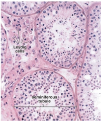 <p>What is the function of Interstitial (Leydig) cells?</p>
