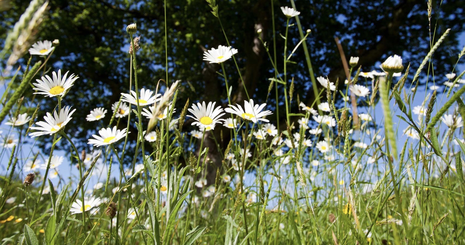 <p>Leucanthemum vulgare height</p>