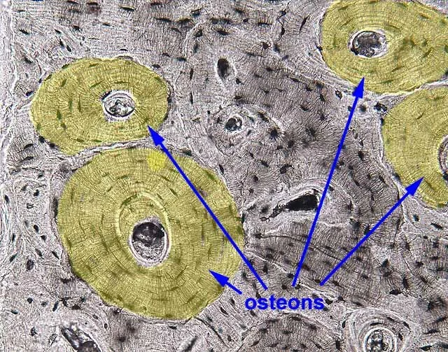 <p>Rings of bone tissue surrounding the central canal; they form an osteon.</p>