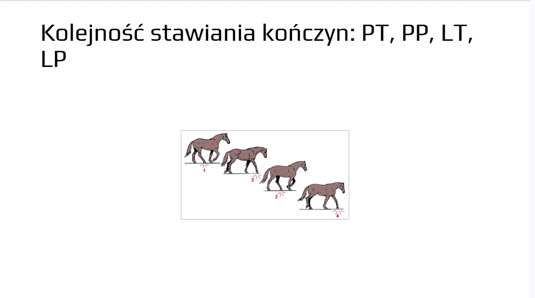 <ul><li><p>bardzo stabilny, wykorzystywany do oceny postawy i równowagi</p></li></ul><ul><li><p><strong>najwolniejszy chód k</strong></p></li><li><p>chód <strong>kroczący</strong></p></li><li><p>brak fazy lotu → zawsze min. 2–3 kończyny w kontakcie z podłożem</p></li><li><p><strong>czterotaktowy</strong></p></li><li><p>schemat ustawienia kończyn u psa i konia (albo na odwrót że druga kończyna)</p></li></ul><p>piesi koń : PP → LT → LP → PT</p><ul><li><p>- rodzaje stępa: zebrany (krótki wykrok podniesione kończyny, pośredni bardziej energiczny i dłuższy niż roboczy , roboczy ani skrócony ani wyciągnięty, wyciągnięty długi wykrok,</p></li></ul><p></p>