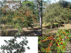 <p>Yaupon holly</p>