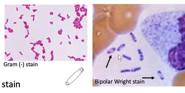 <p>It is gram (-) rods</p><ul><li><p>bipolar on giemsa and wright stain</p></li><li><p>Enteric or systemic infections</p></li></ul><p>Types: </p><ul><li><p>Y.pestis (spread from flea) </p></li><li><p>Y.enterocolica</p></li><li><p>Y.pseudotuberculosis </p></li></ul><p></p><p></p>
