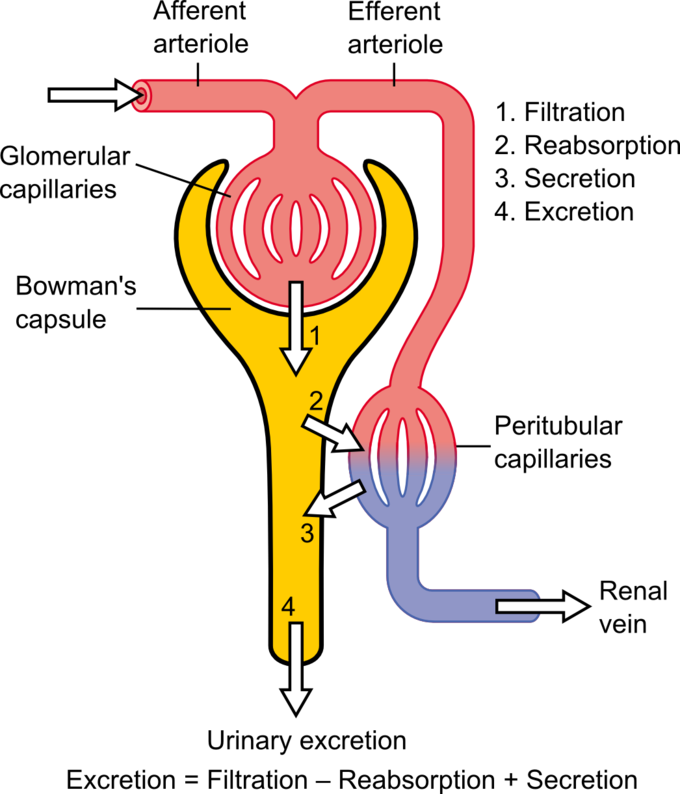 <ul><li><p>Steps of urine formation (<em>continued</em>)</p></li></ul><p><strong>3. Tubular secretion</strong></p><ul><li><p>Movement of solutes, usually by active transport</p></li><li><p>Move <strong>out of blood</strong> w/in peritubular and vasa recta capillaries</p></li><li><p>Move <strong>into</strong> tubular fluid</p></li><li><p>Materials moved selectively into tubules to be excreted</p></li></ul><p></p>