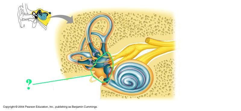 <p>Identify the indicated region</p>