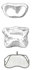 <p>identify with features </p>