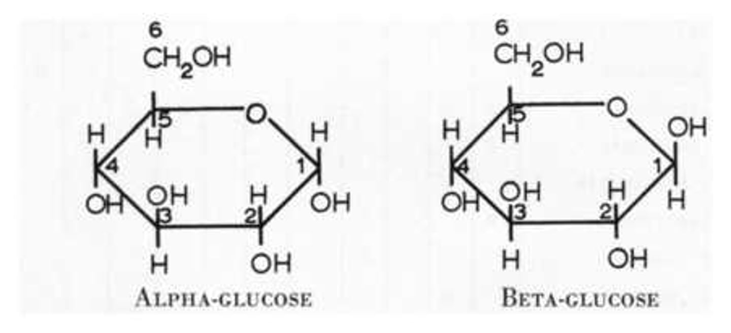 <p>1) Aldehyde</p><p>2) Has 4 chiral carbons</p><p>3) Fischer - R, L, R, R</p><p>4) 6 membered ring where one of the ring members is oxygen</p><p>5) C1 - anomeric carbon</p>