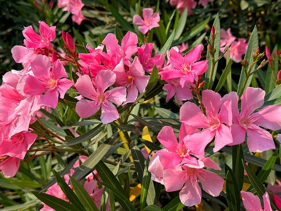 <p>Laurier rose (Nerium oleander)</p>