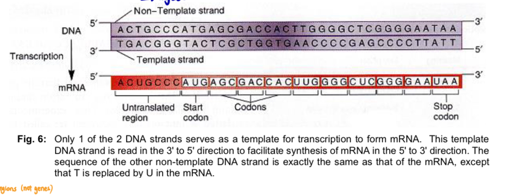 <ul><li><p>the segment of DNA that is <strong>transcribed</strong> into a <strong>single-stranded RNA molecule </strong>(i.e. single primary transcript known as pre-mRNA or primary transcript)</p></li><li><p>bounded by the transcription start site and termination site</p></li><li><p>only 1 of the 2 strands serves as the template for transcription</p></li><li><p>template DNA strand is read in the 3’ to 5’ direction to facilitate <strong>synthesis of RNA in the 5’ to 3’ direction</strong></p></li><li><p>template strand</p><ul><li><p>DNA strand that is transcribed</p></li><li><p>sequence on this strand is complementary to that of the RNA</p></li><li><p>template to direct the synthesis of the RNA molecule</p></li></ul></li><li><p>non-template strand</p><ul><li><p>not transcribed</p></li><li><p>sequence on the <u>DNA</u> strand is <u>exactly the same</u> as that of the <u>RNA</u> (except thymine is replaced with uracil in RNA)</p></li></ul></li><li><p>RNA synthesis occurs within a <strong>transcription bubble</strong> in which DNA is transiently separated into its single strands, one of which will be used as template</p></li></ul><p></p>