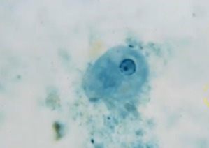 <p><span style="background-color: rgba(0, 0, 0, 0); line-height: 19.7625px;">What is the species in this photo and WHY?</span></p>