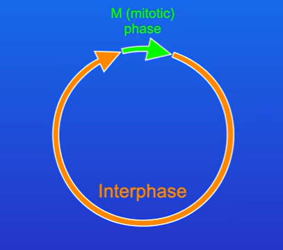 <p>The m phase ( mitotic phase) is when mitosis takes place , the cell then divides into two. The M phase is only a relatively short period</p><p>Most of the cell cycle is called interphase</p>