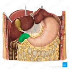 <ul><li><p>first region of small intestine</p></li></ul><p></p>