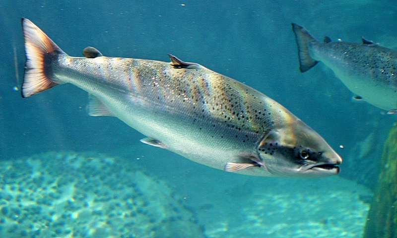 <p>salmon</p>
