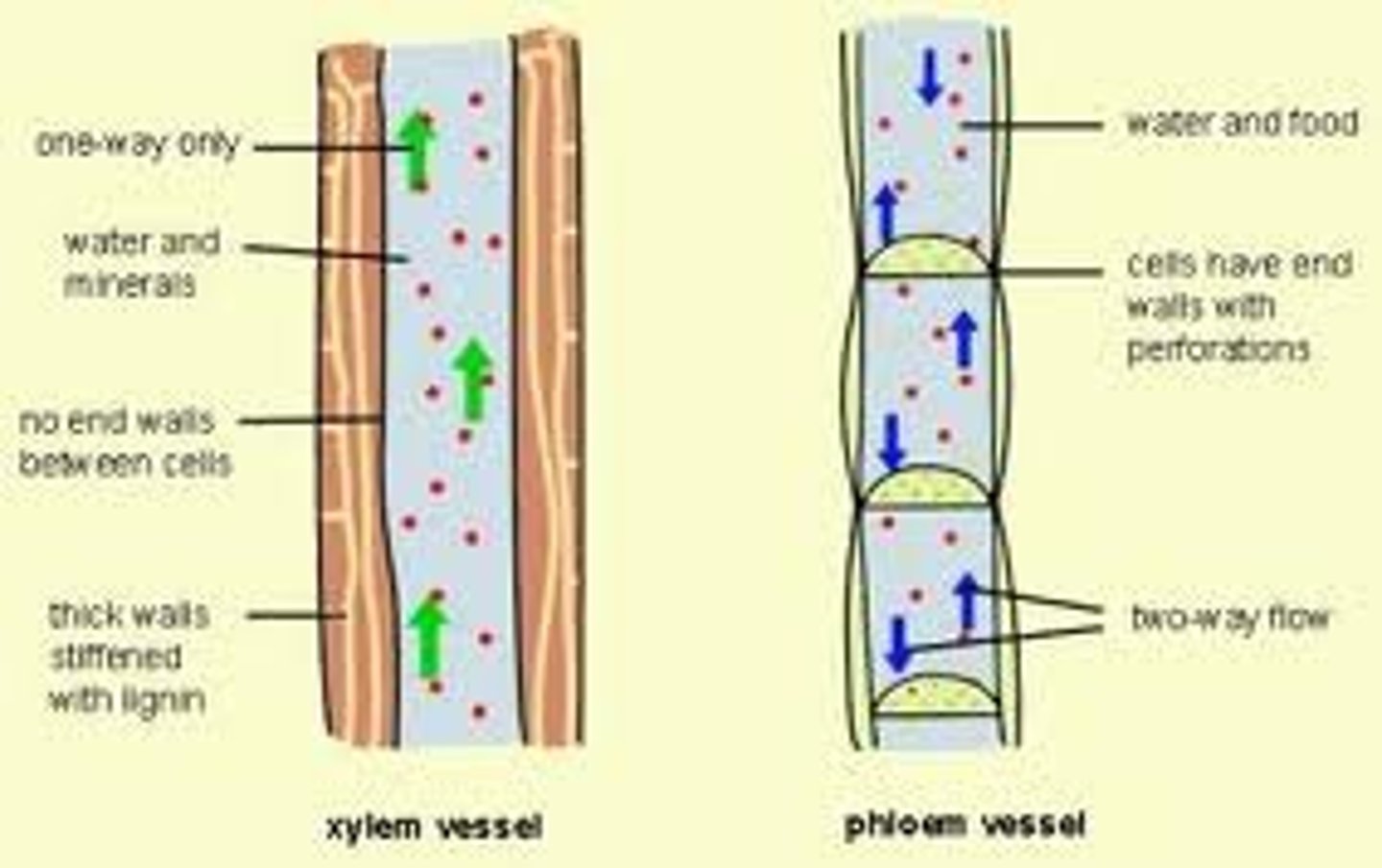 <p>xylem</p><p>(notice roots are acting as a source of water in this case, while leaves are acting as a sink for water)</p>