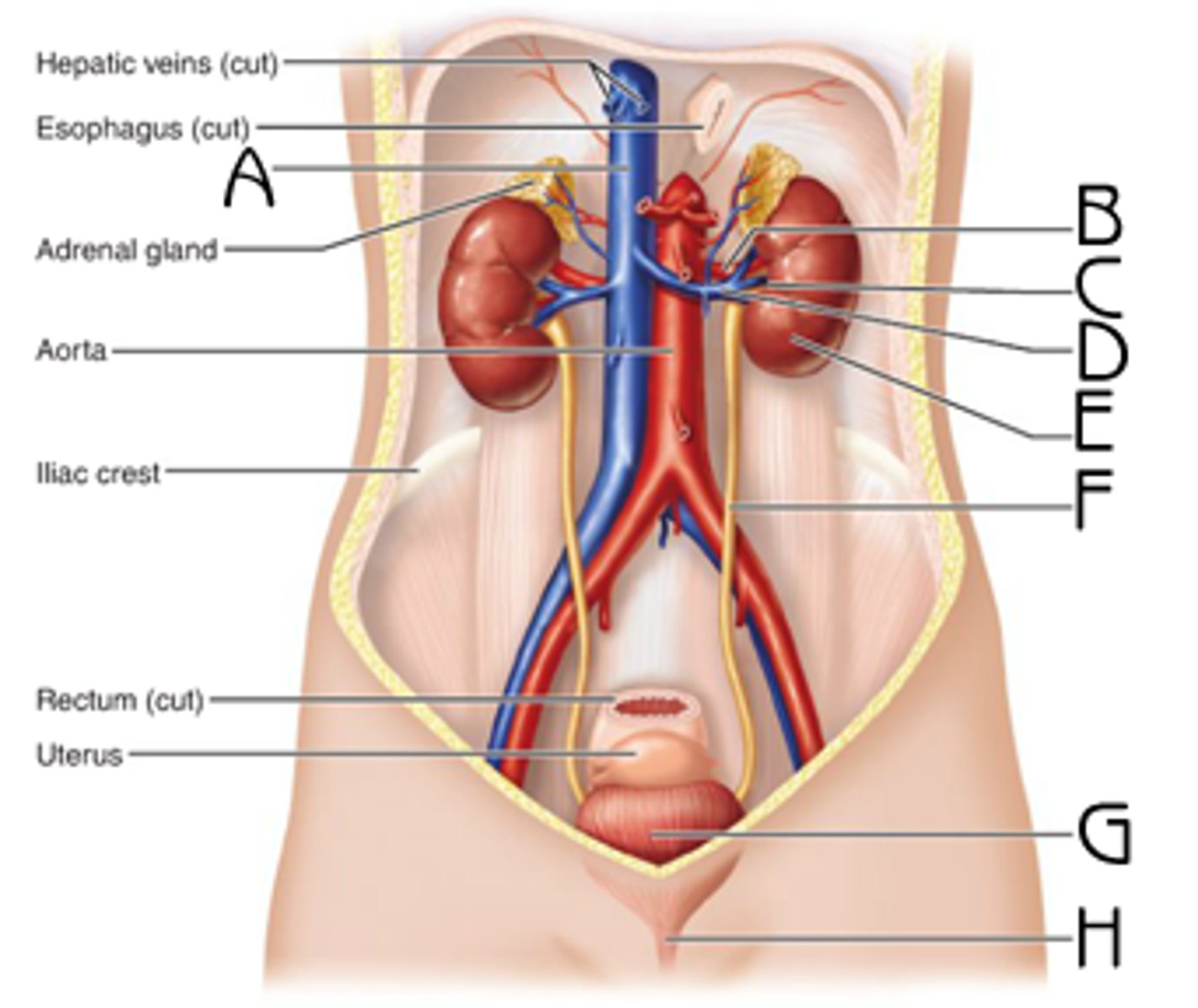<p>C</p><p>Function:transmits the vessels, nerves, and ureter</p>