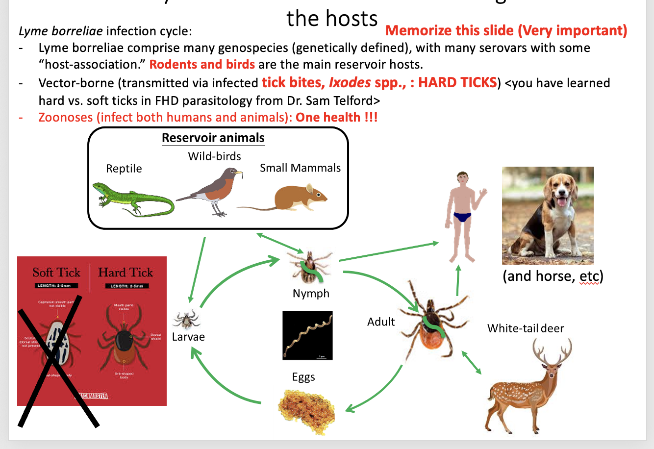 <p>Rodents and birds are main reservoir hosts </p><p>Vector-borne (transmitted via infected tick bite,s exodus spp: hard ticks </p><p>Zoonotic: infect both humans and animals, one health??</p>