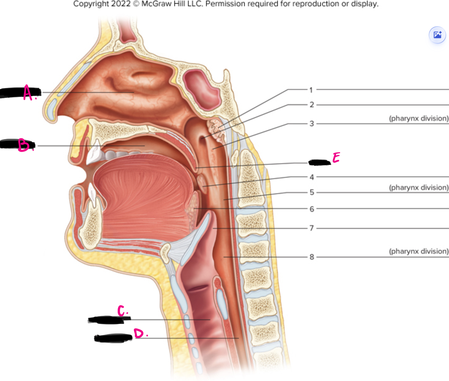<p>what structure is 7 pointing to</p><p>hint - flappy tear drop that protects glottis</p>