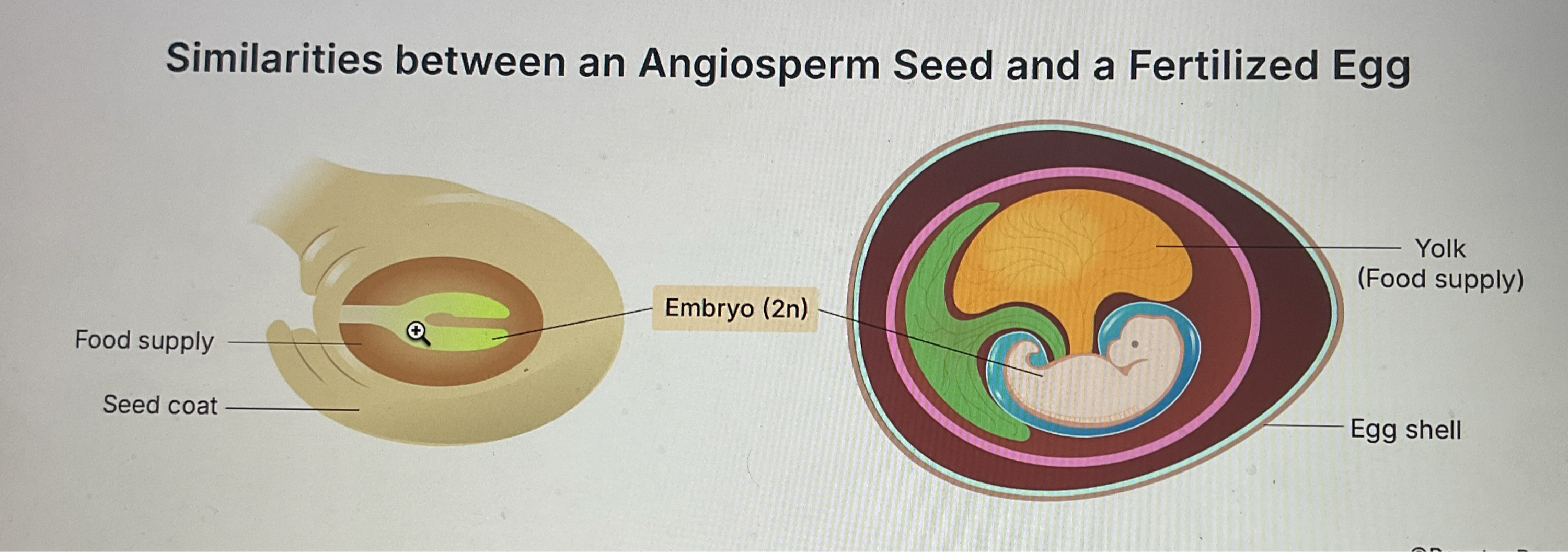 <p><span style="line-height: 1.5;">A. </span></p><p><span style="line-height: 1.5;">An abundant nutrient sac to provide for the developing embryo</span></p>