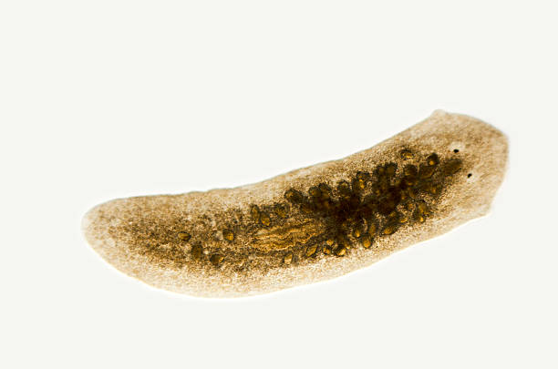 <p>What phylum and class is this?</p>
