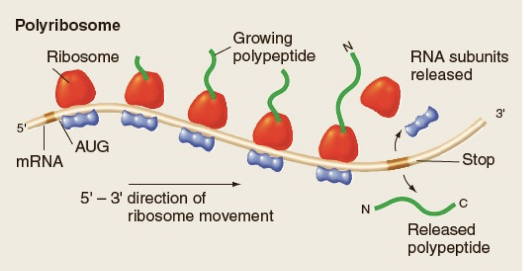 <p>consist of multiple ribosomes translating the same mRNA</p>
