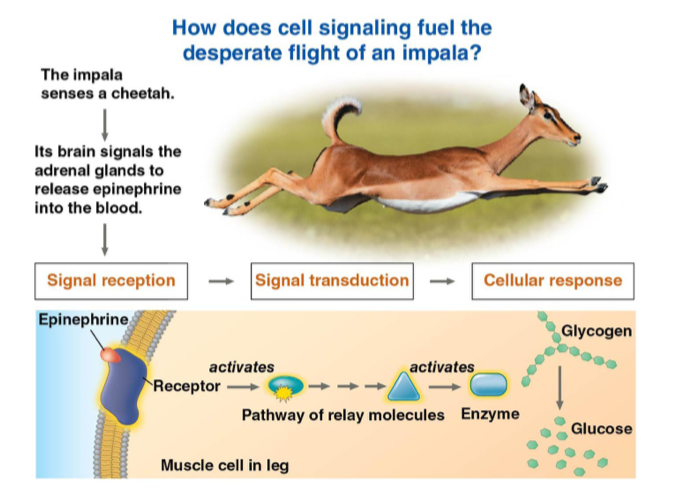 <p>signal reception —> signal transduction —> cellular response </p><img src="https://assets.knowt.com/user-attachments/a83db35a-5510-42e8-96c4-101d06043ae5.png" data-width="75%" data-align="center"><p></p>