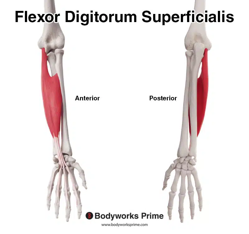 <p>Flexor digitorum* (Muscles of the anterior forearm - wrist, hand, &amp; digit movement 5 of 5):</p><p>What is OIA<span style="color: rgb(230, 2, 2);">A</span>?</p>