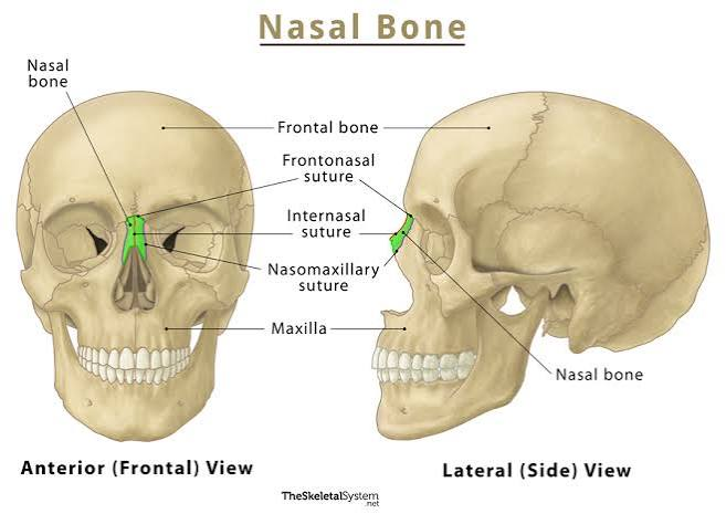 <p>Forms bridge of nose.</p>