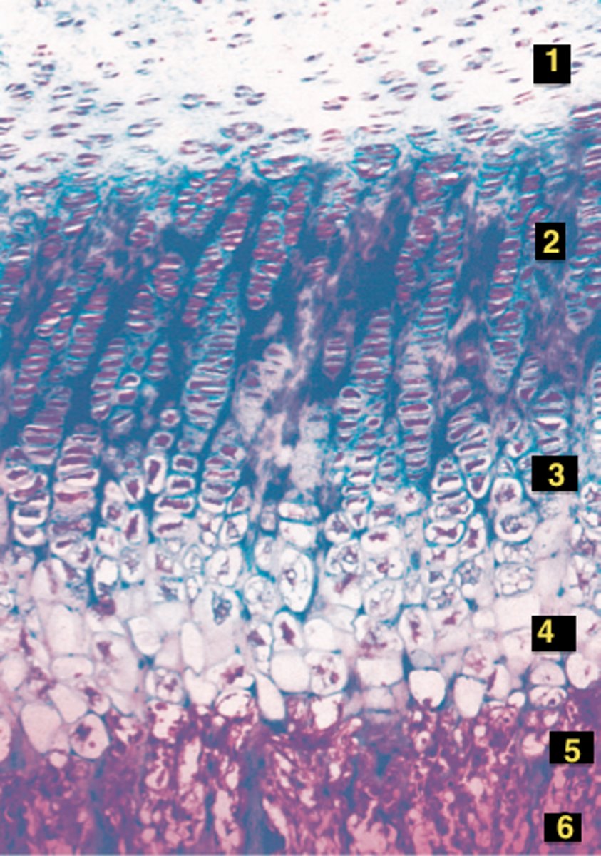 <p>contains mature chondrocytes</p>
