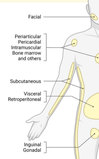 <p>tissue where lipid is stored - this is facial, bone marrow, subcutaneous, visceral, gonadal, and some white adipose tissue depots are more highly associated with increased risk for metabolic disease</p>