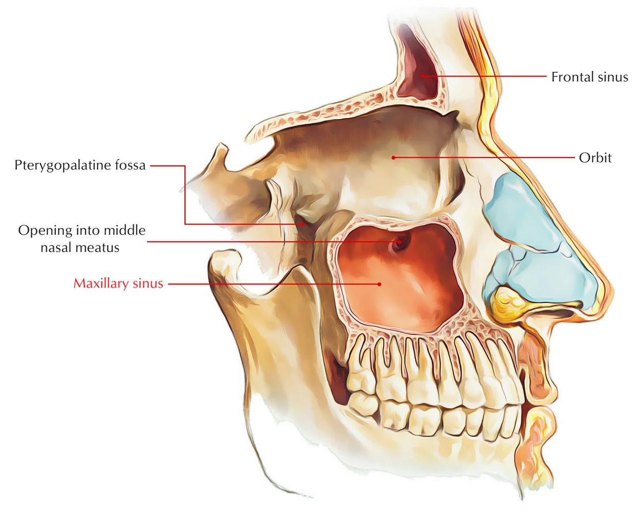 <p>the †Maxillary sinus</p>