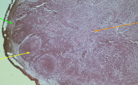 <p>Identify structure (yellow)</p>