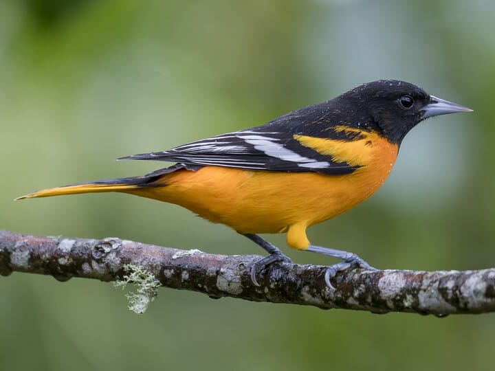 <p>baltimore oriole</p><p>black above <br>bright orange below</p>